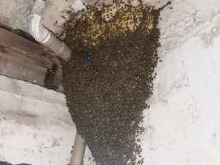 Servio especializado em captura e remoo de abelhas